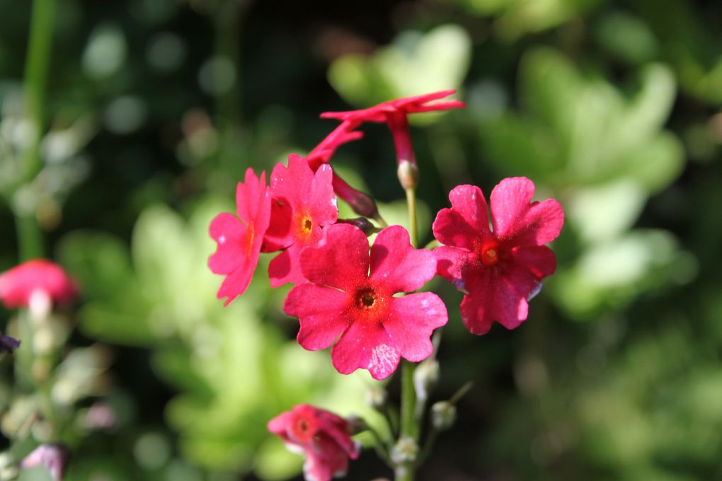 Album - Jardin-Metis