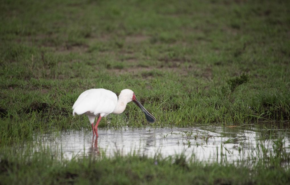 MASAÏ MARA, Lacs BARINGO &amp; BOGORIA - KENYA - OCTOBRE 2017