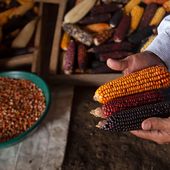 Semillas ancestrales: la apuesta de las comunidades zenúes contra el cambio climático en Colombia