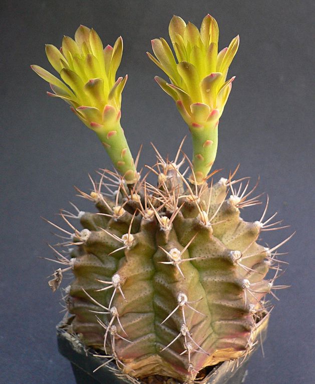 Plantes au port habituellement bas et à la spination très variable. Les fleurs se caractérisent par leur calice nu et écailleux. Le genre a une vaste aire de répartition dans les 2 tiers sud de l'Amérique du sud. Album des espèces de A à M.