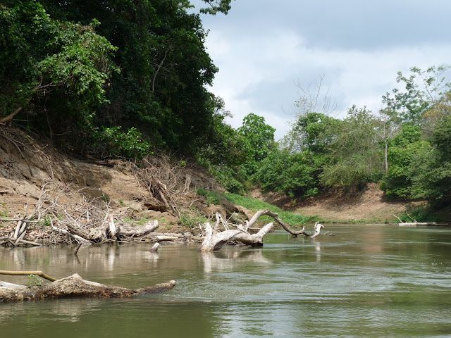 Album - Panama-dans-la-jungle-du-Darien