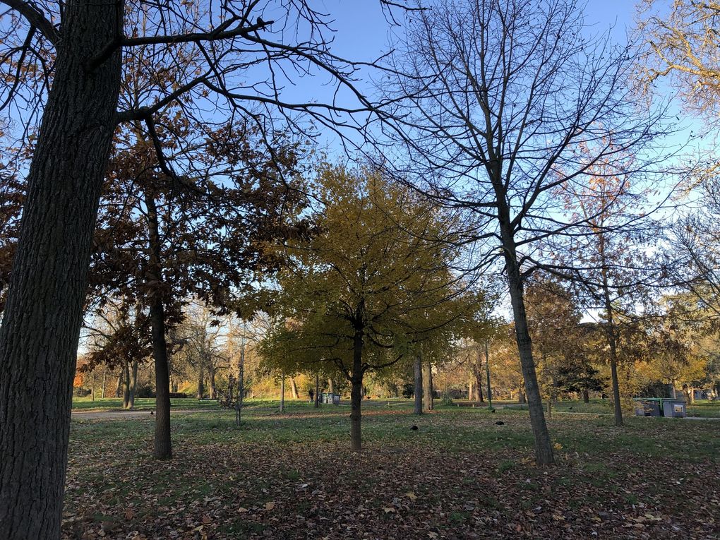 Marche nordique au bois de Vincennes, 8 km.