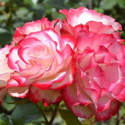 Le cartoscope du jeudi 4 décembre 2025