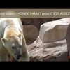 Des ours polaires en pleine canicule à Antibes