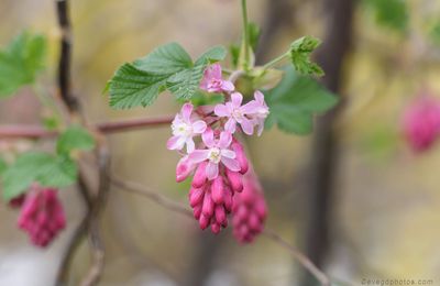 Petites fleurs..