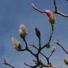 Magnolia 'Galaxy'