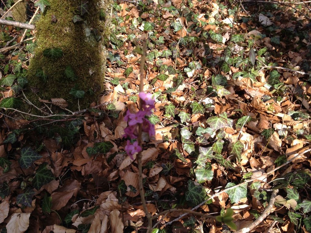 SORTIE : PIERREFONTAINES &quot;Bois de Baissey&quot;