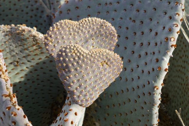 Anza Borrego