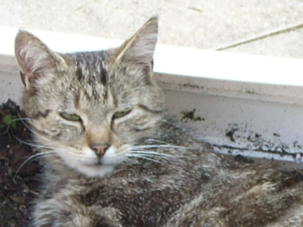 nos animaux et d'autres .