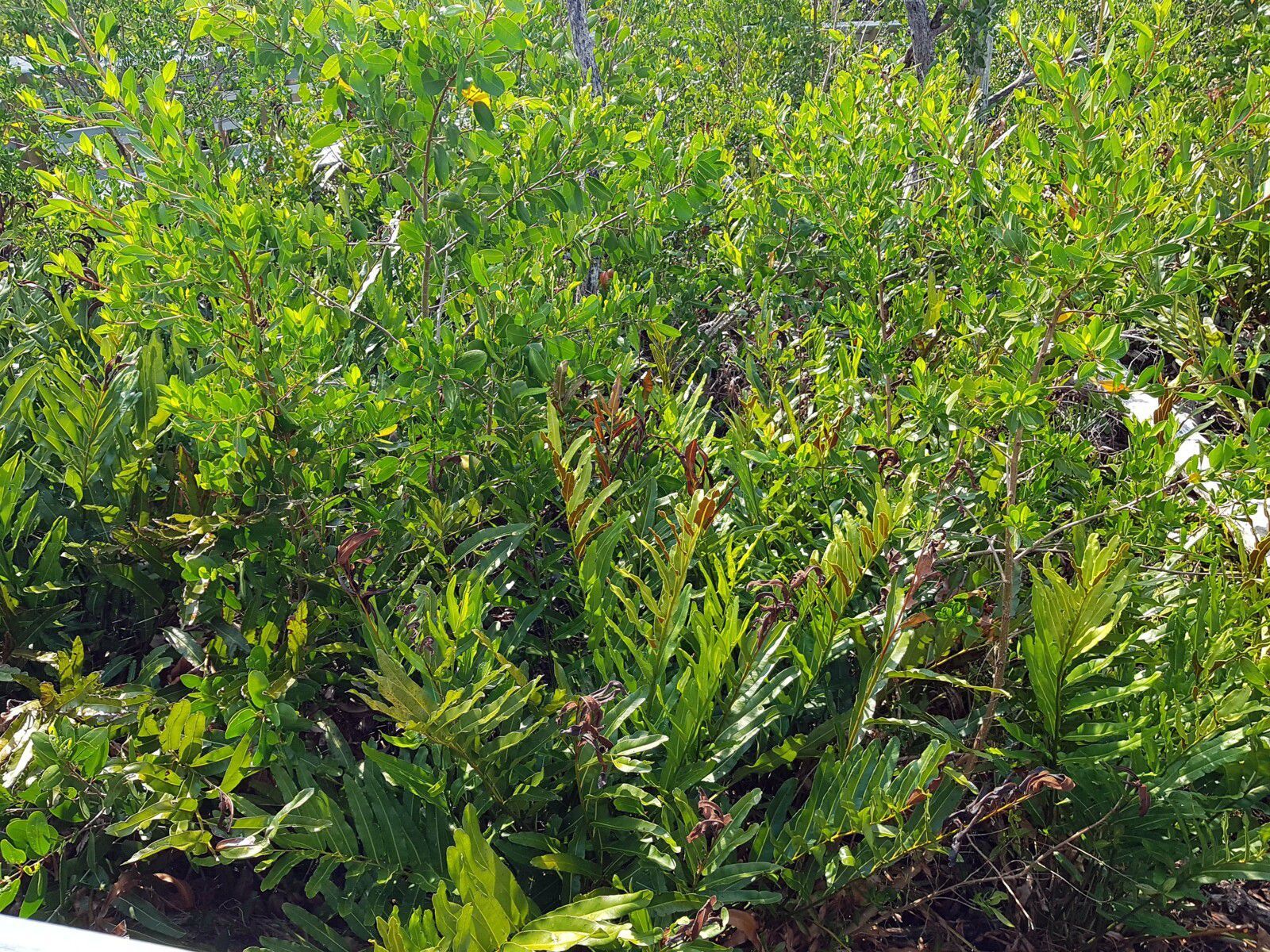 Everglades West lake trail