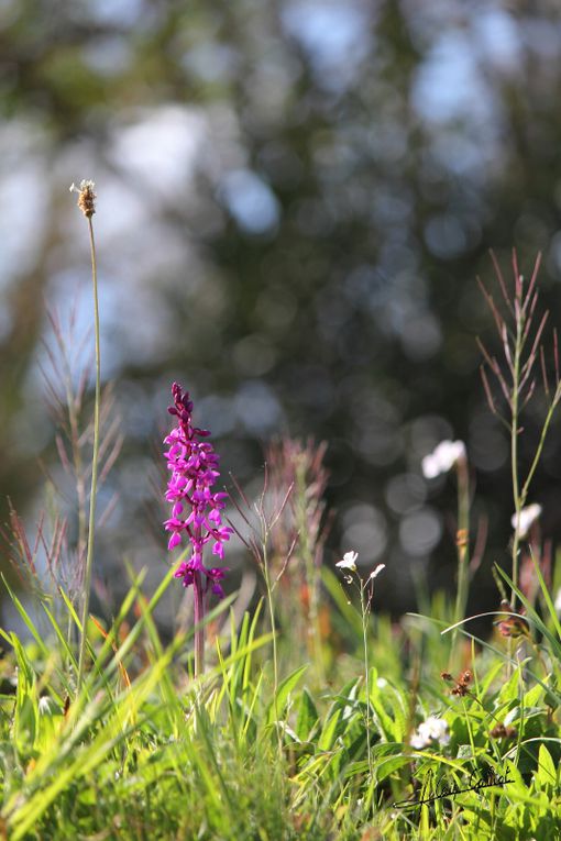 Orchis male