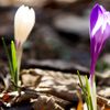 CROCUS DE MONTAGNE