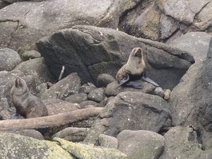 Une colonie d’otaries vit ici à l’année. Elles ont l’air plutôt peinard