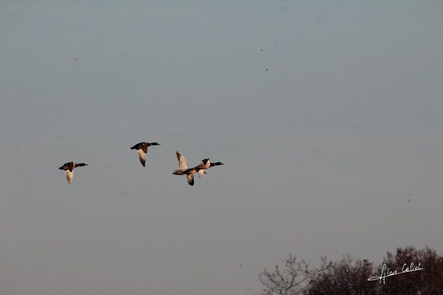 Canard colvert