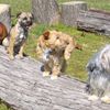 Trois gènes pour des chiens de tous poils