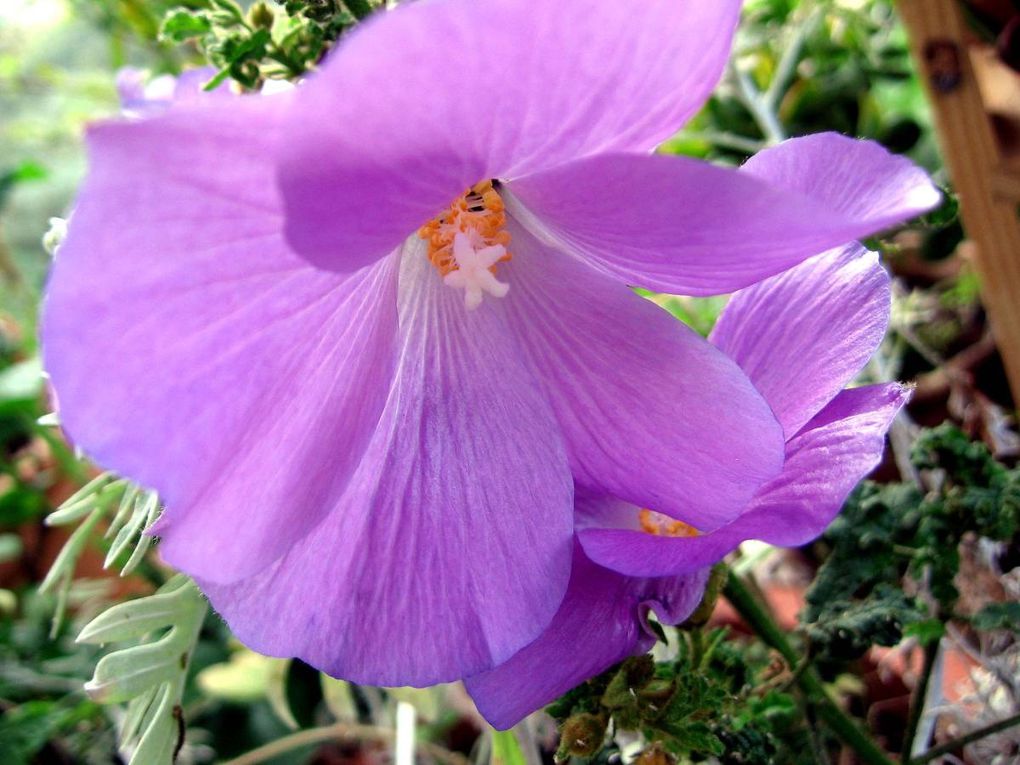 Photos diverses de fleurs et plantes de mon jardin, pour la plupart... en toutes saisons.