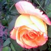  Merci Petite Rose de nous avoir fait l'honneur de naître dans notre jardin ....