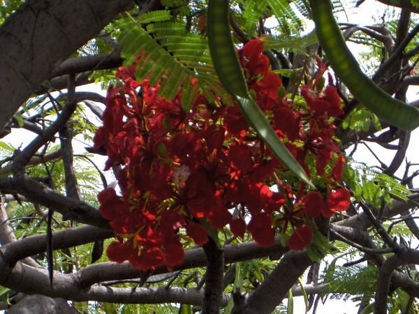 Album - Les-Iles-Hawaiiennes-2007