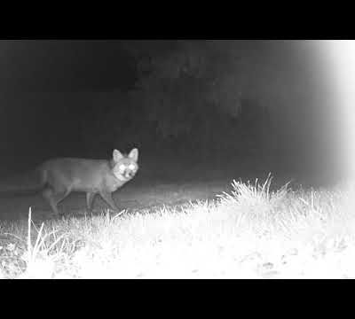 Un renard dans le jardin !