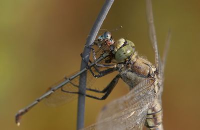 Photo d'une libellule qui dévore une demoiselle en photo macro, Sigma 150 mm macro f:2.8 plus doubleur Sigma