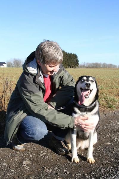 Femelle croisée Husky de trois ans à adopter.