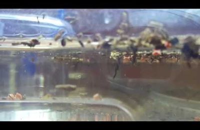 Triops: animaux bizarres