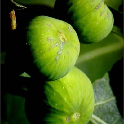 Les fruits - figues