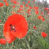 Coquelicots