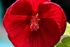 hibiscus   http://t.co/b9qOPHQV8q #fleurs