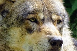 Loups jurassiens, la cohabitation est-elle possible ?