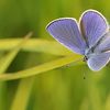 Azuré bleu céleste mâle (Polyommatus bellargus)