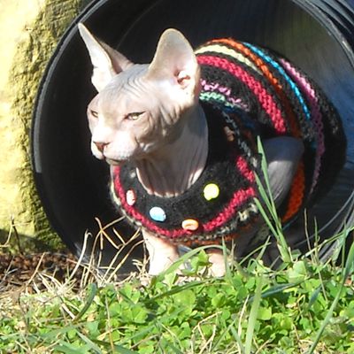 EUPHRASIUS MON PETIT SPHYNX BROWN TABBY ET BLANC