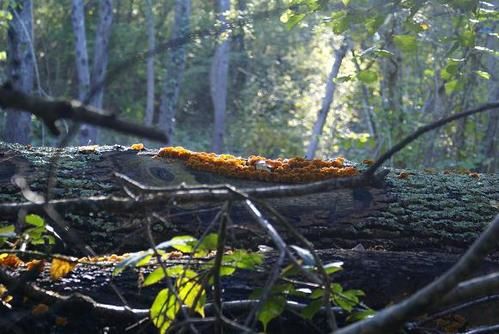 Le tronc colonisé dans un sous-bois - Photo M@rie