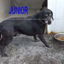 JUNIOR mâle labrador noir 44680 SAINTE-PAZANNE