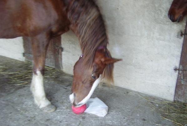 Un cheval au pré, les copains chevaux et poulains, l'alimentation, les balades, la gadoue... la belle vie quoi!