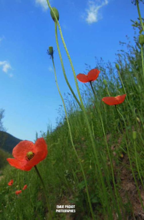 Emyart'Photographies..........fleurs, arbres, natures, images bucoliques