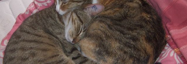 Amour, Amour... (pourquoi je n'ai pas fait mon lit ce matin)