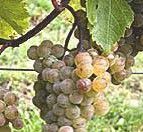 #Saint Pepin Wine Producers Maine Vineyards