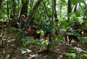 Jeudi 11 juillet Balade à poney dans les bois de l’Ile-aux-Pies