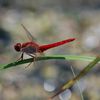 Libellule (sympètre rouge)