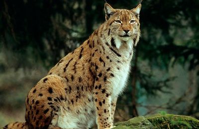 Un lynx boréal recueilli en Pologne rappelle la menace qui pèse sur l'espèce