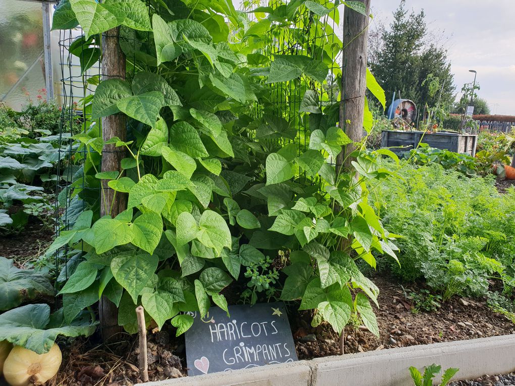 Quelques photos du jardin en ce mois d'août