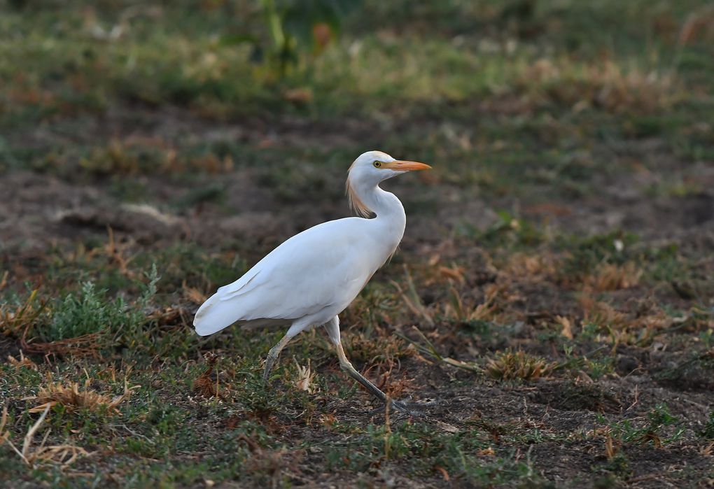 Hérons garde-boeufs (Bubulcus ibis).