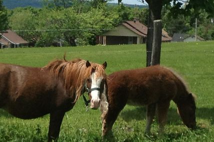 Chevaux