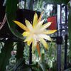 Epiphyllum Floribundum