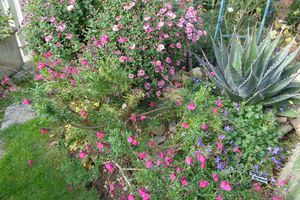 Mon chrysanthème rose est en fleurs en ce moment...