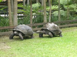 Hier die zweite Ladung an Bildern vom Australia Zoo sowie brandneu von der Lone Pine Koala Sanctuary - enjoy!!!!