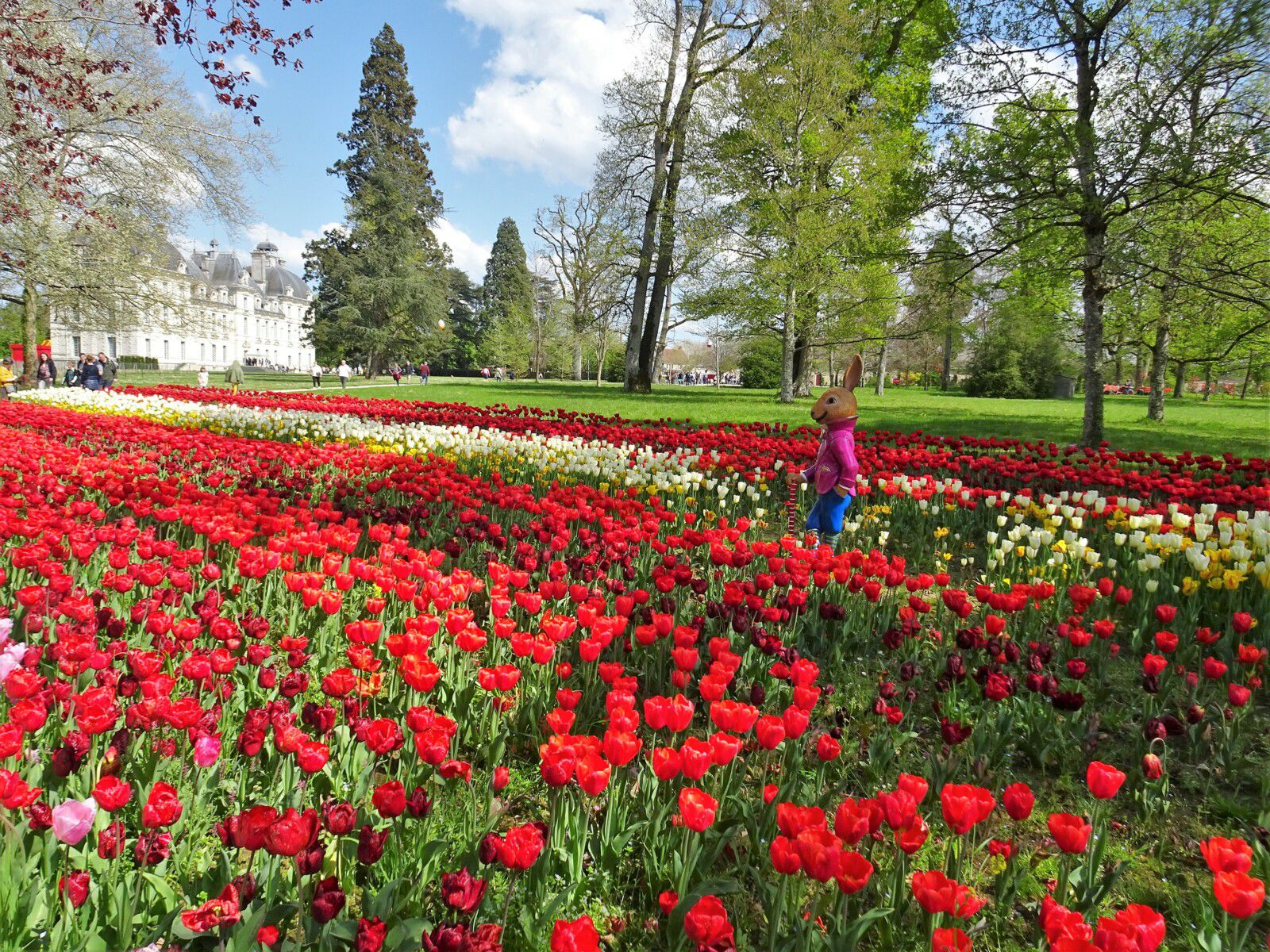 le ruban de tulipes de Cheverny