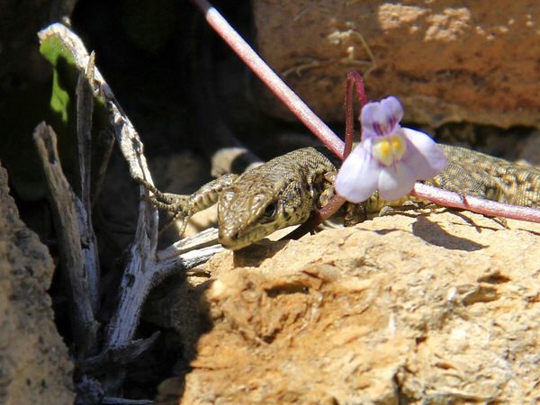 première sortie de printemps