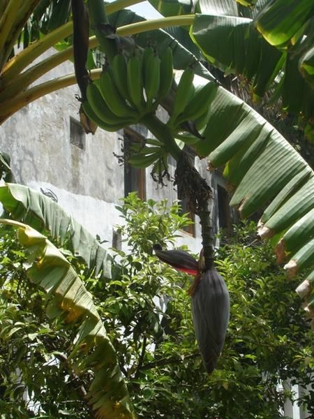 Album - Dar El Makhzen, jardin